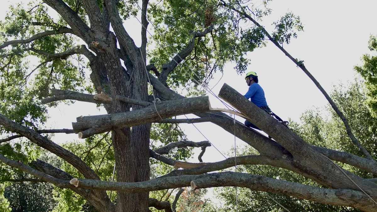 Professional Crown Thinning performed by certified arborists in Godfrey